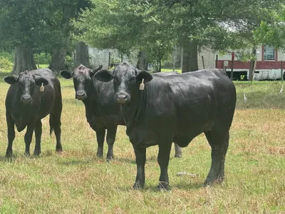 cattle listing photo
