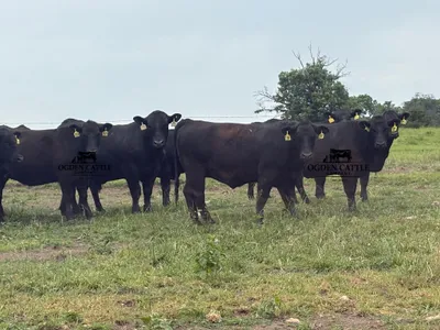 cattle listing photo