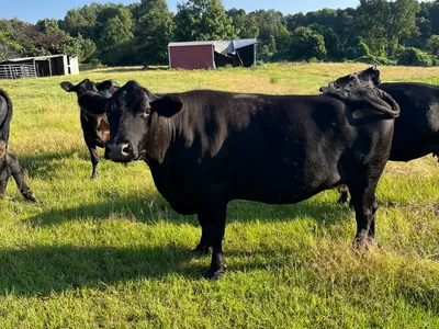 cattle listing photo