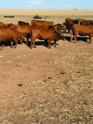 cattle listing photo