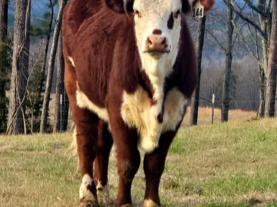 cattle listing photo