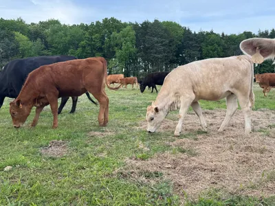 cattle listing photo