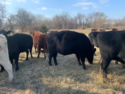 cattle listing photo