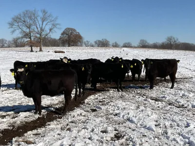 cattle listing photo