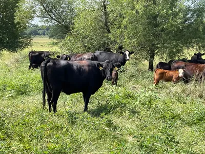 cattle listing photo