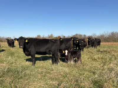 cattle listing photo