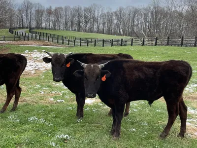 cattle listing photo