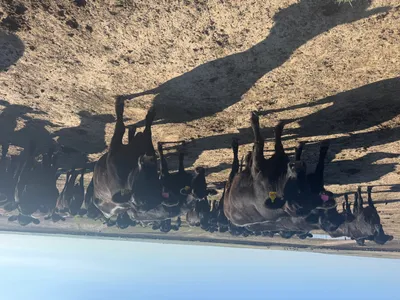 cattle listing photo