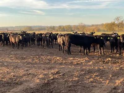 cattle listing photo