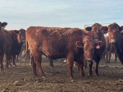 cattle listing photo