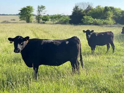 cattle listing photo