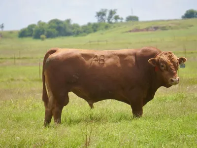 cattle listing photo