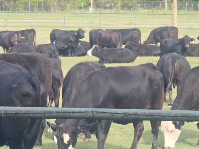cattle listing photo
