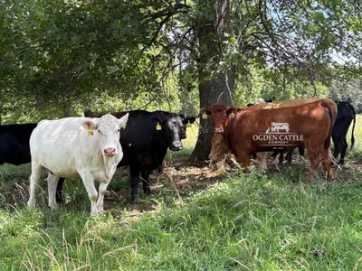 cattle listing photo