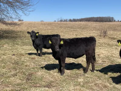 cattle listing photo