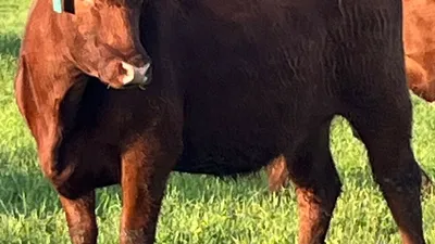 cattle listing photo