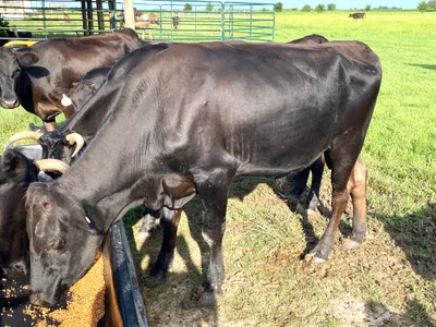 cattle listing photo