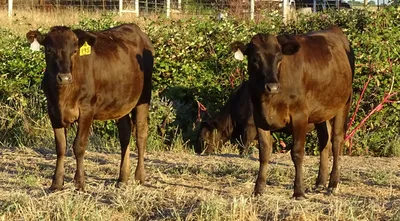 cattle listing photo