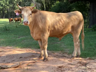 cattle listing photo