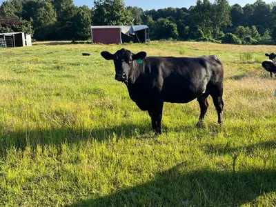 cattle listing photo