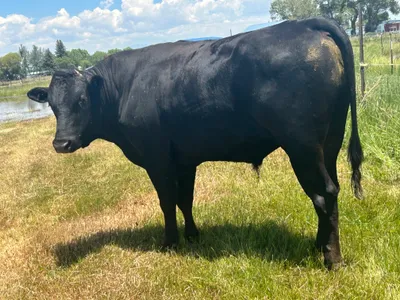 cattle listing photo
