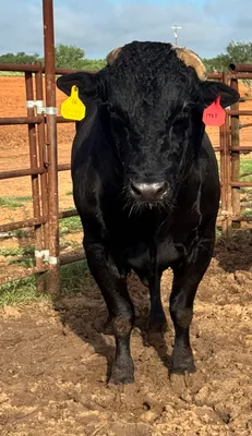 cattle listing photo
