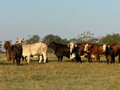cattle listing photo