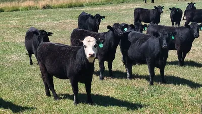 cattle listing photo