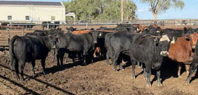 cattle listing photo