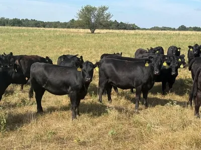 cattle listing photo