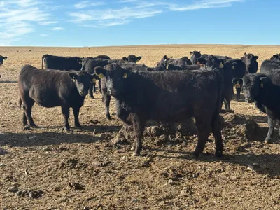 cattle listing photo