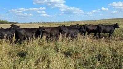 cattle listing photo