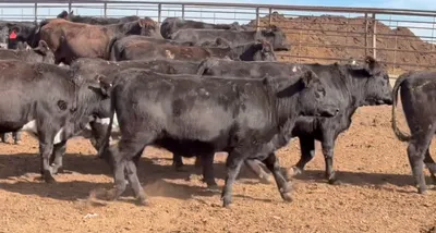 cattle listing photo