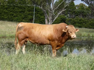 cattle listing photo