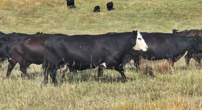 cattle listing photo