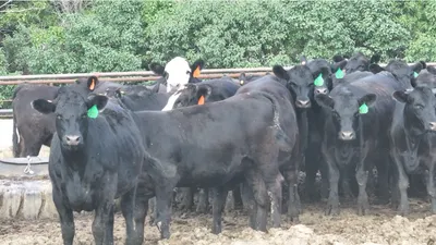 cattle listing photo