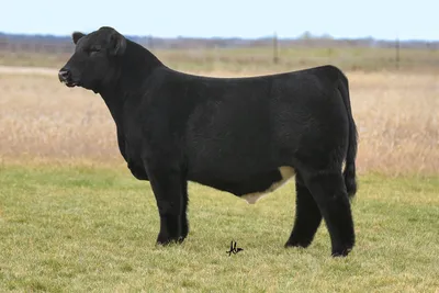 cattle listing photo
