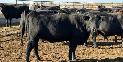 cattle listing photo
