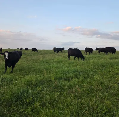 cattle listing photo