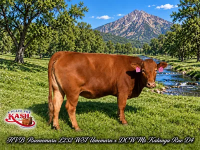 cattle listing photo