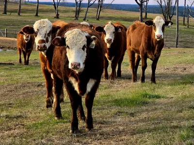 cattle listing photo