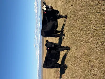 cattle listing photo