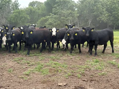 cattle listing photo
