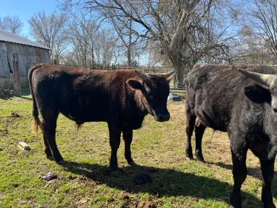 cattle listing photo