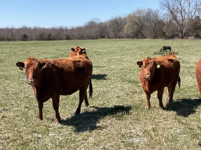 cattle listing photo