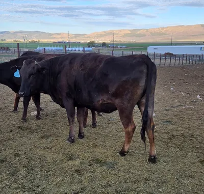 cattle listing photo