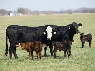 cattle listing photo
