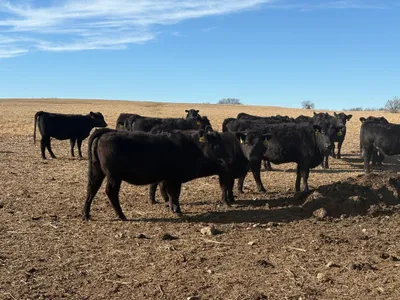 cattle listing photo