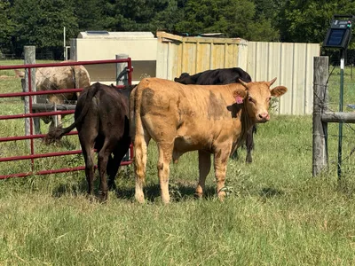cattle listing photo