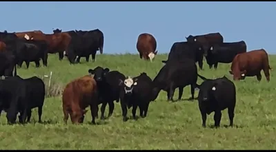 cattle listing photo